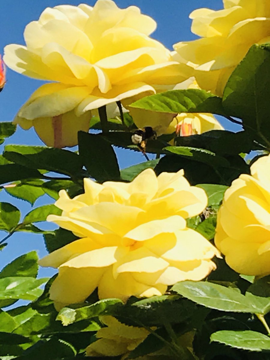 Hazelpears1's tweet photo. #RoseWednesday πΉ#EasterRose π£π₯ https://t.co/wOKbIPmqe3