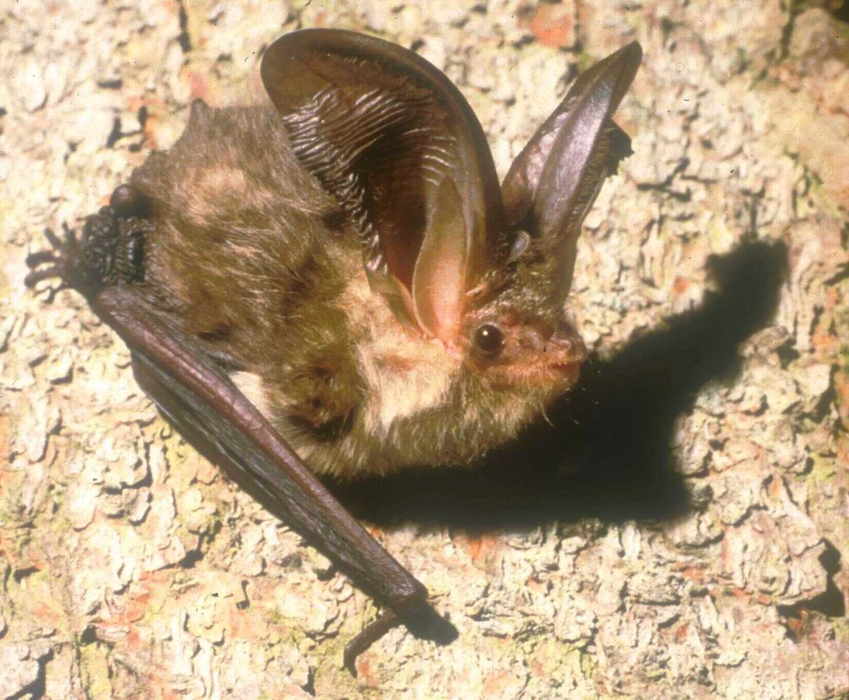 PlatformBiodiv's tweet photo. We are happy to invite you to our next Colloquium presented by @TanjaStraka from @TUBerlin who will talk about urban bats and why some species are more successful cities than others. Online or in presence at #Naturmuseum #SouthTyrol. Today, Wednesday 13th, 6 pm. https://t.co/Hf1Oa8768y