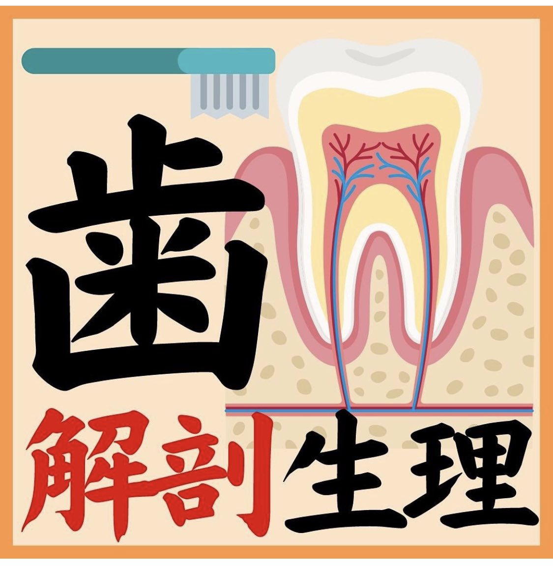 整太先生 柔整 国家試験対策 解剖生理 図解 歯 各層ごとの名称をイラストでイメージして覚えましょう 乳歯本 永久歯32本 大小の臼歯 犬歯 側切歯 中切歯 などの本数も忘れずに 柔道整復師 柔道整復師国家試験 解剖生理学 歯 整太先生 柔整 国家試験対策 解剖生理 図解 歯 各層ごとの名称をイラストでイメージして覚えましょう 乳歯本 永久歯32本 大小の臼歯 犬歯 側切歯 中切歯 などの本数も忘れずに 柔道整復師 柔道整復師国家試験 解剖生理学 歯