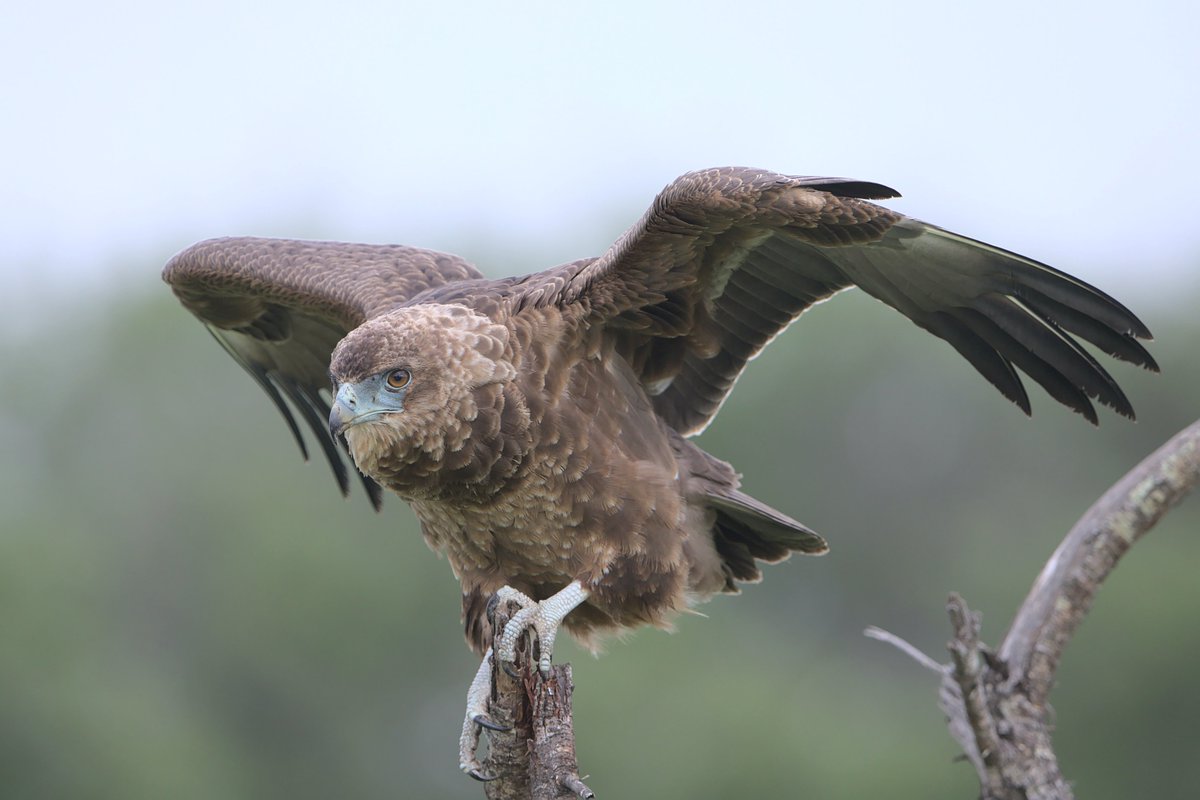 HoopoeAdventure's tweet photo. #Bateleur #חיוויאי_מוקיון #birds https://t.co/tpq0Q5sYyB