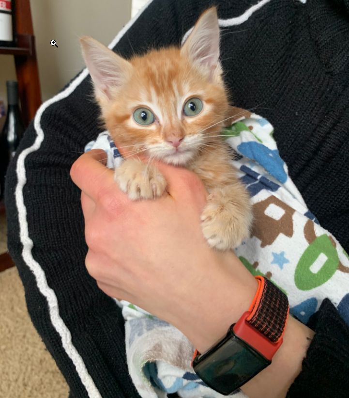 HazelPoolAda's tweet image. Thanks to all our recently minted new delegators 😻 Here's a cat named "Mango Tango" we gave fluids to today, to celebrate the occasion. Also, we minted a big one for y'all 😸
Can we break 100 delegators again with your help?