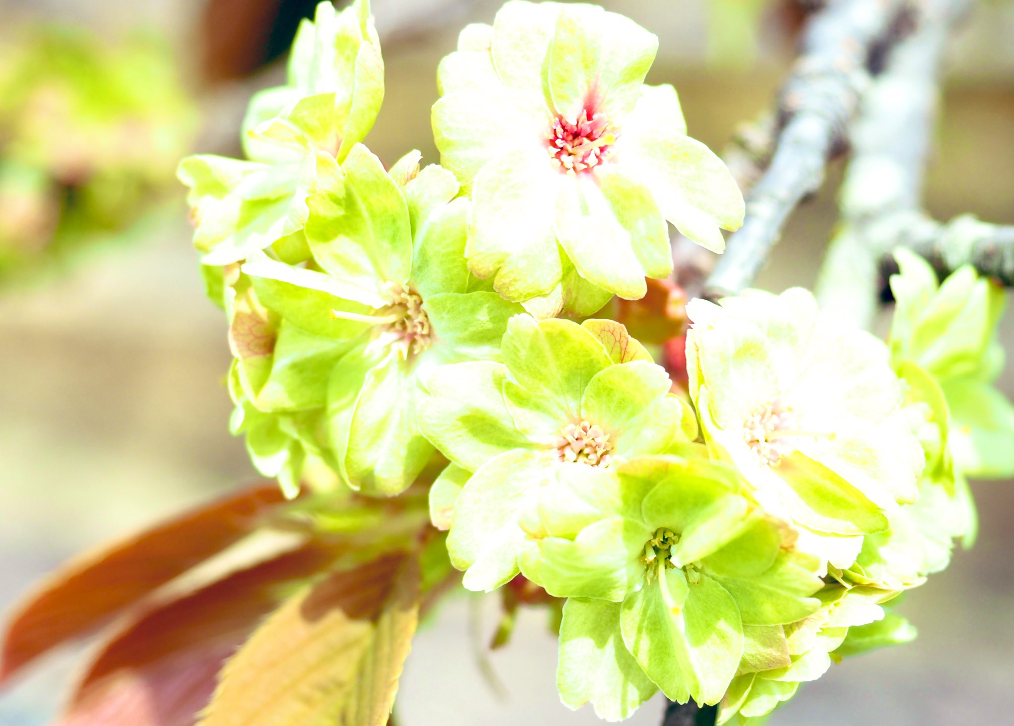 仁和寺 御衣黄桜 ぎょいこう や楊貴妃など 八重桜が咲きました 御衣黄は咲き始めグリーンやがてピンクに変わります 仁和寺 御室花まつり 御衣黄桜 T Co Yizlofbwsf Twitter