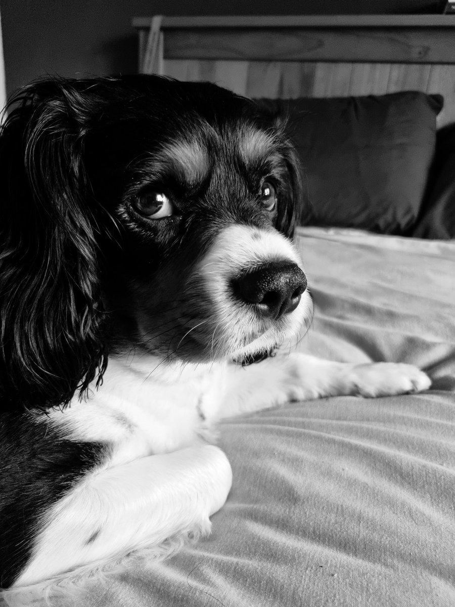 "You looking at me?" 😍
#cavpack #cavaliersarespecial #dogsoftwitter