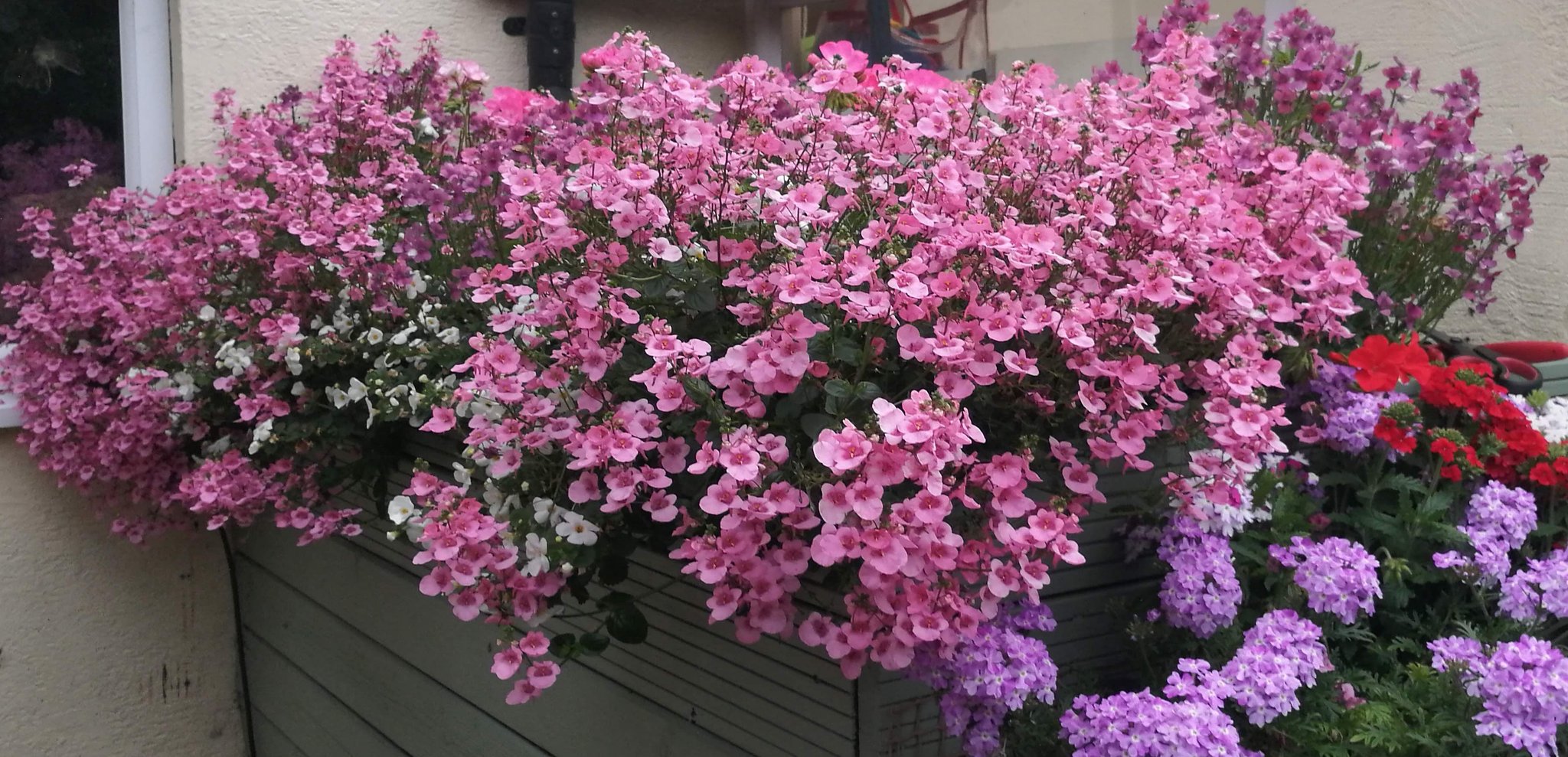 Plants from Home on Twitter "Diascia Elfjes rose Absolutely stunning