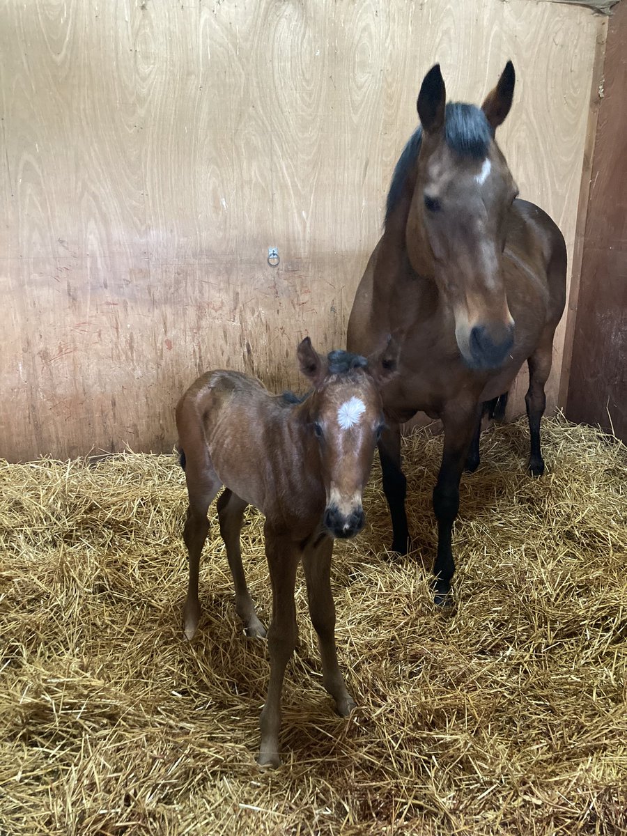BeswickBrothers's tweet photo. Foal number 5 a lovely filly by Frammassone out of Ball Park #Frammassone #GBB @GB_Bonus https://t.co/6uPAvblWVu