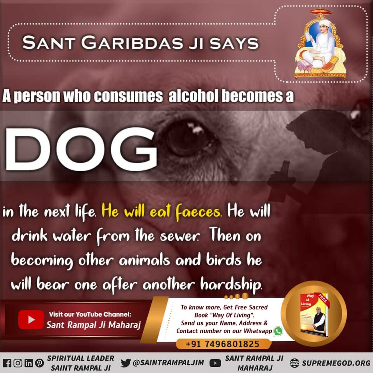#godmorningwednesday
SANT GARIBDAS JI SAYS A person who consumes alcohol becomes a DOG in the next life. He will eat faeces. He will drink water from the sewer Then on becoming other animals and birds he will bear one after another hardship.
