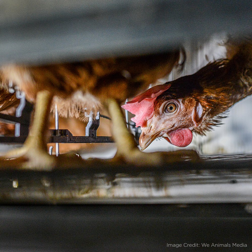 HappyTheHen's tweet photo. I have never touched the soil or solid ground. I stand on a wire cage floor that hurt my feet. I cannot walk more than 2-3 steps as the cage is cramped and crowded... [continued] https://t.co/zBADWjiWiX