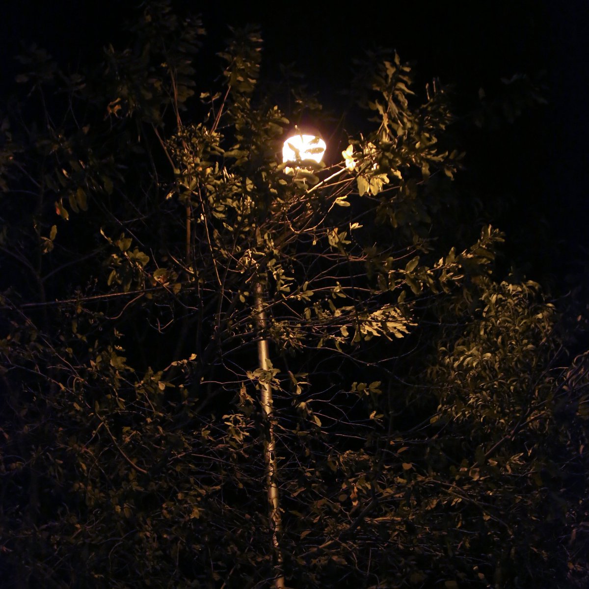 HarshankL's tweet photo. The night is Dark
The night is Dimmed
The night is Young
- me 
checkout my profile
.
.
.
#night #photography #nightphotography #streetphotography #dark #aesthetic https://t.co/8iJSCFIBnA