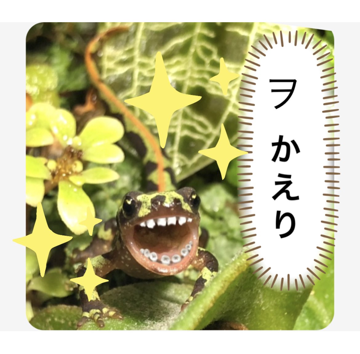 ssabcy's tweet photo. LINEスタンプ作ってみました
作った本人も購入しないと
使えない様子です
迂闊でした。。。
ご興味ありましたら、、、
#マダライモリ

https://t.co/DUuueD56YX https://t.co/OIpPbCwAJ4