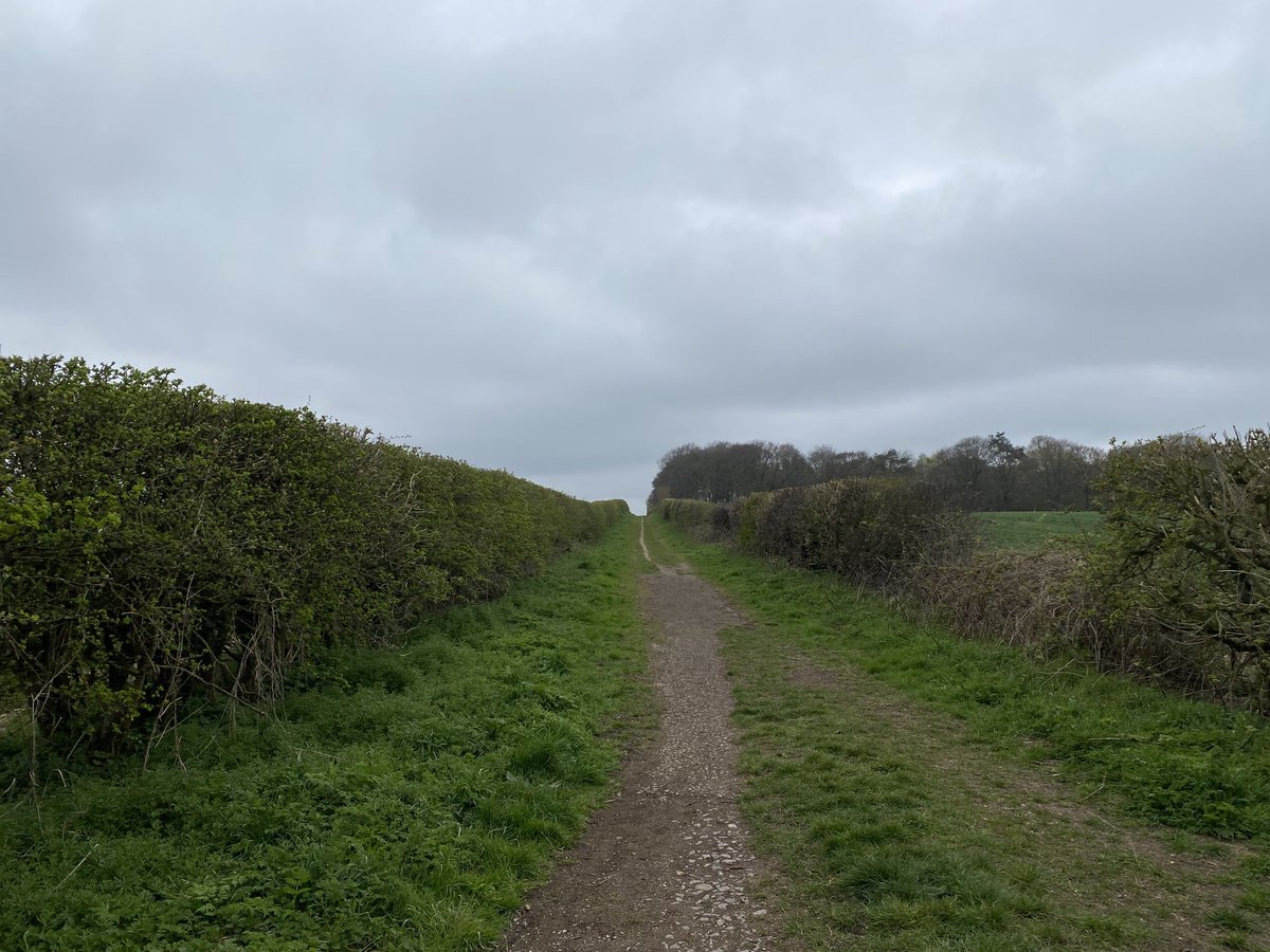 Vicky_liddell's tweet image. Walking a section of the Portway Roman road as it passes just south of Quarley Hillfort near Grateley. The road linked Silchester (Calleva Atrebatum) with Old Sarum (Sorviodunum).  #RomanBritain #ancienttrackways #ancientbritain #romanroads