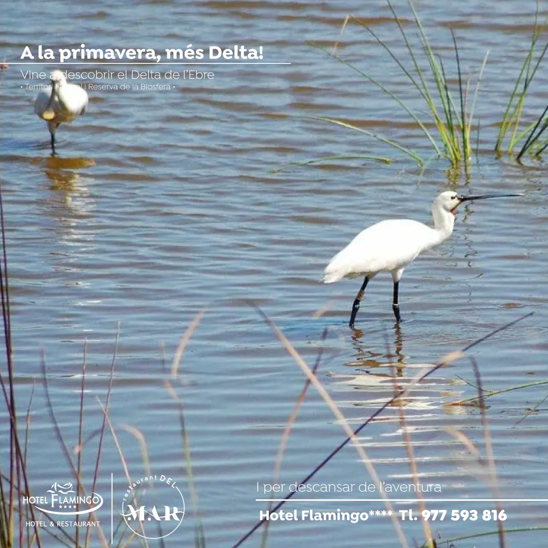👀 Sens dubte, el millor moment per a observar els ocells al Delta de l'Ebre és durant l'alba i el capvespre. I per descansar de l'aventura 🌐 hotelflamingo.cat