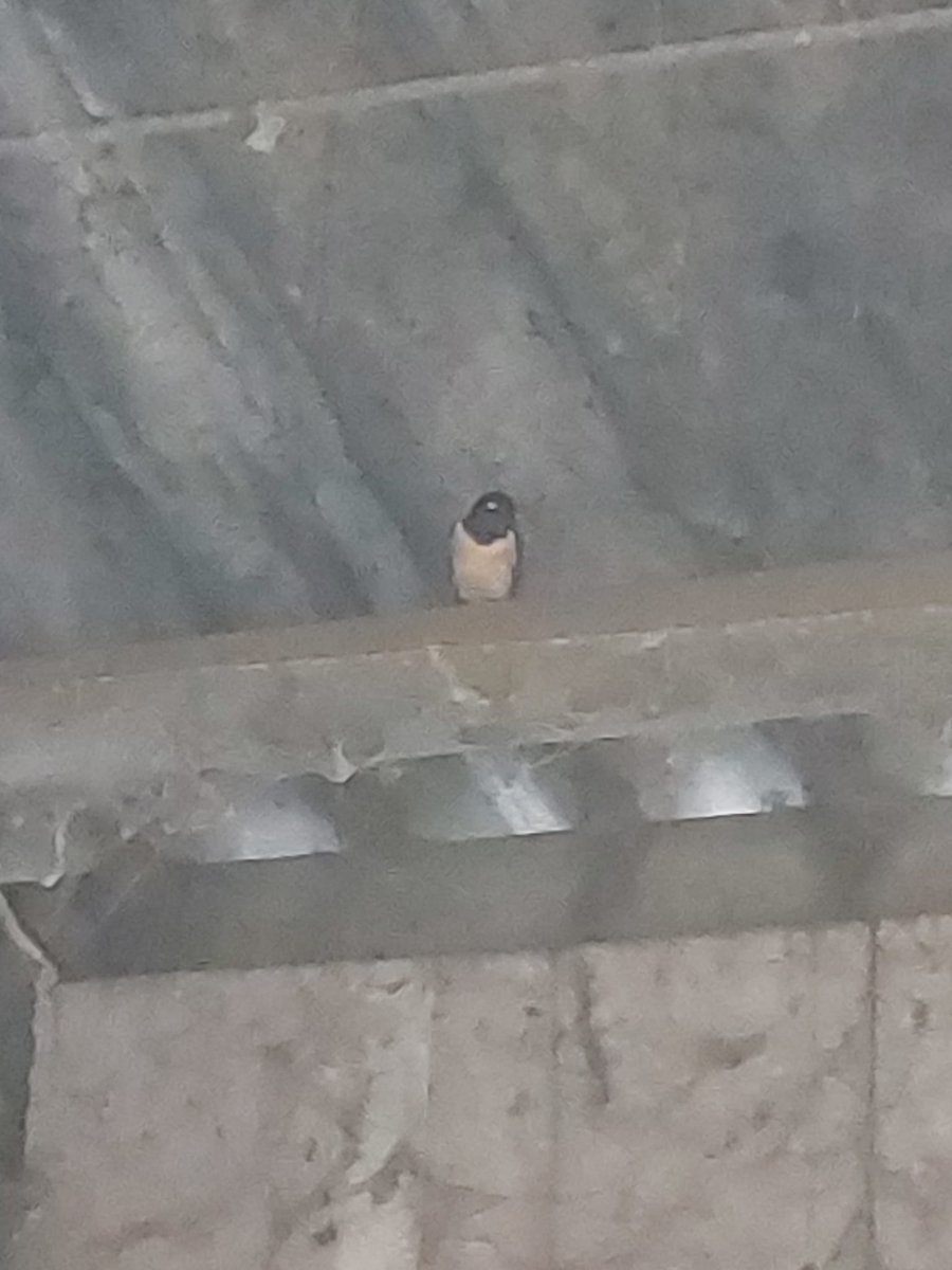 Wat een gezellige verassing weer vanmorgen in de stal.  Terwijl de koeien buiten genieten van het verse gras/klaver zagen we de eerste zwaluw weer binnen in de stal. Voorjaar: echt Genieten op de boerderij