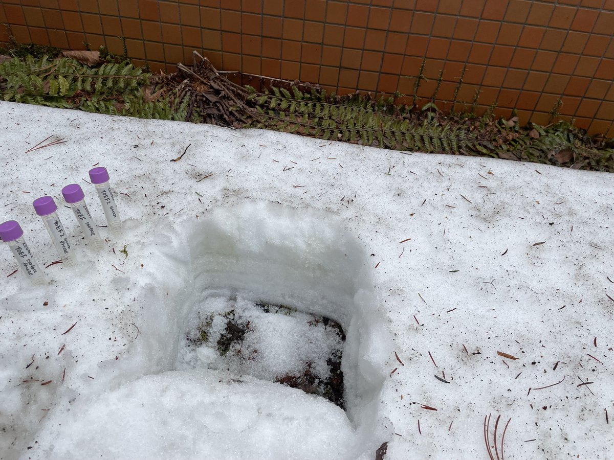 UetakeLab's tweet photo. 苫小牧、雪氷藻類サンプリング最終ステージ。明日は道東遠征へ。勝手に盛り上がってます。

今日一番の驚きは自宅（汚い）の前が一番藻類で緑だったこと。お前らずっと一緒にいたのかよ。 https://t.co/BOC07BxVoE
