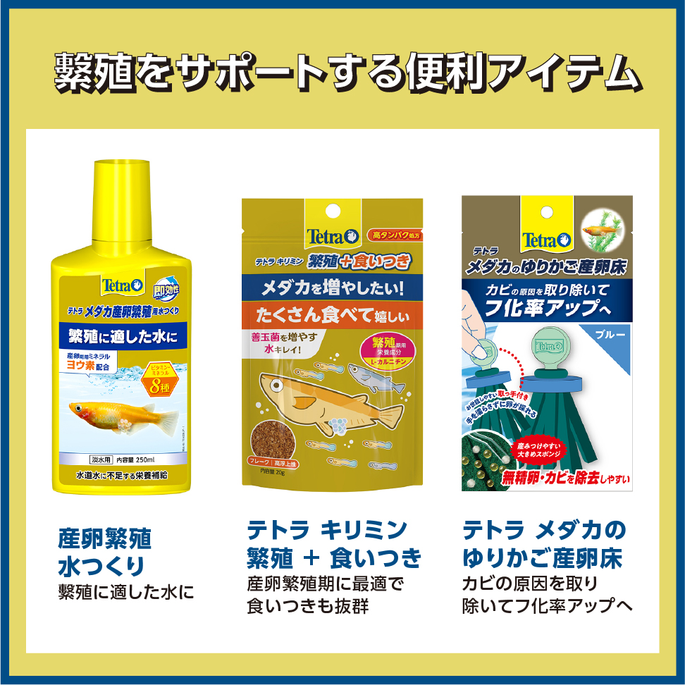 テトラ Tetra Tetra Jp Twitter