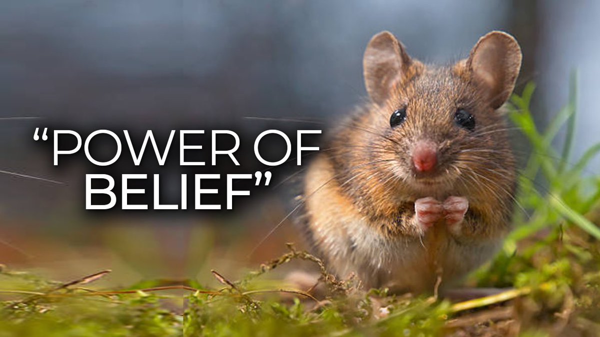 Quick 3 minute video showing how the POWER OF BELIEF is the strongest thing we have to achieving our goals. I share a story about some mice that will blow your mind. 

urlgeni.us/youtube/yYq1