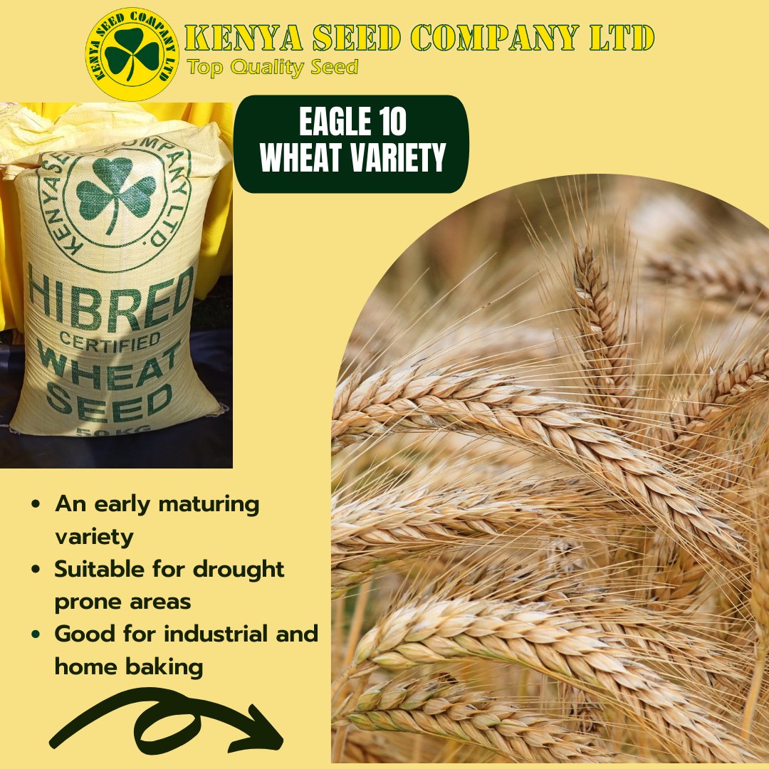Kenya Seed Company Ltd (@kenyaseedltd) on Twitter photo 