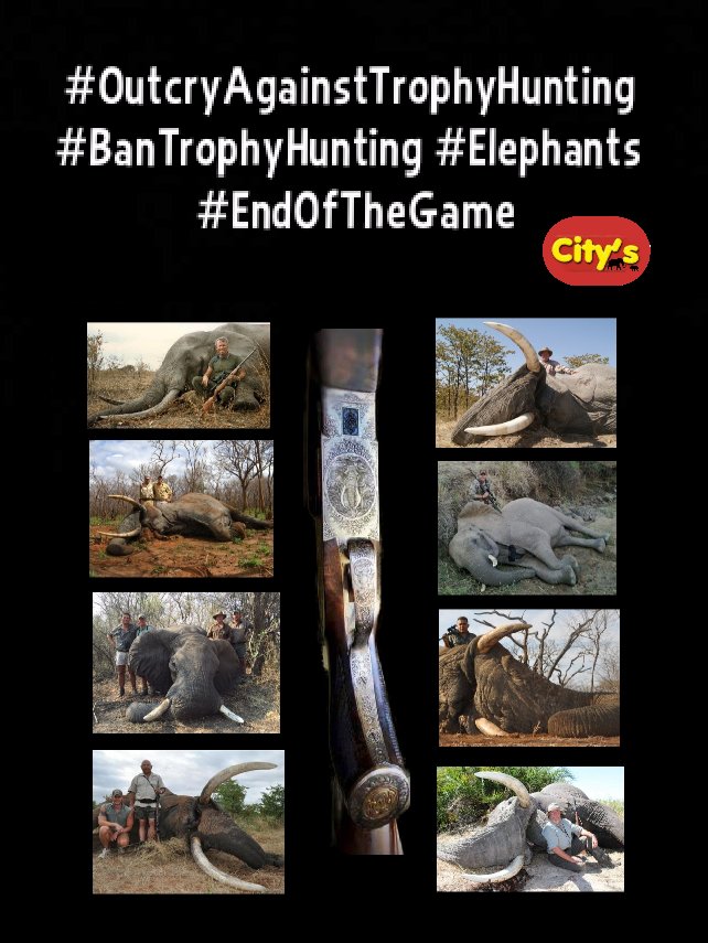 CitysFElephants's tweet photo. #Botswana #Elephants
🎯#ElephantHunt
🔊#OutcryAgainstTrophyHunting
💥#BanTrophyHunting
🖤#EndOfTheGame https://t.co/DvLWxqyHx0