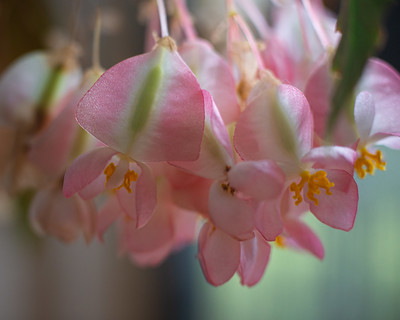 drewbios's tweet photo. An afternoon for Begonias...
https://t.co/UgnuGy9eVK https://t.co/bARLPki1pD