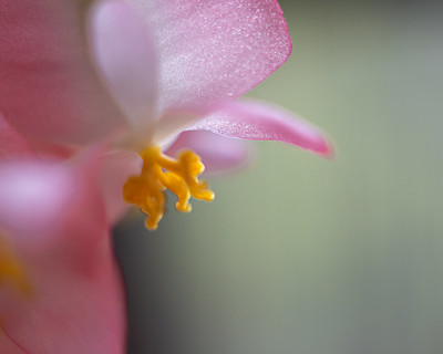 drewbios's tweet photo. An afternoon for Begonias...
https://t.co/UgnuGy9eVK https://t.co/bARLPki1pD
