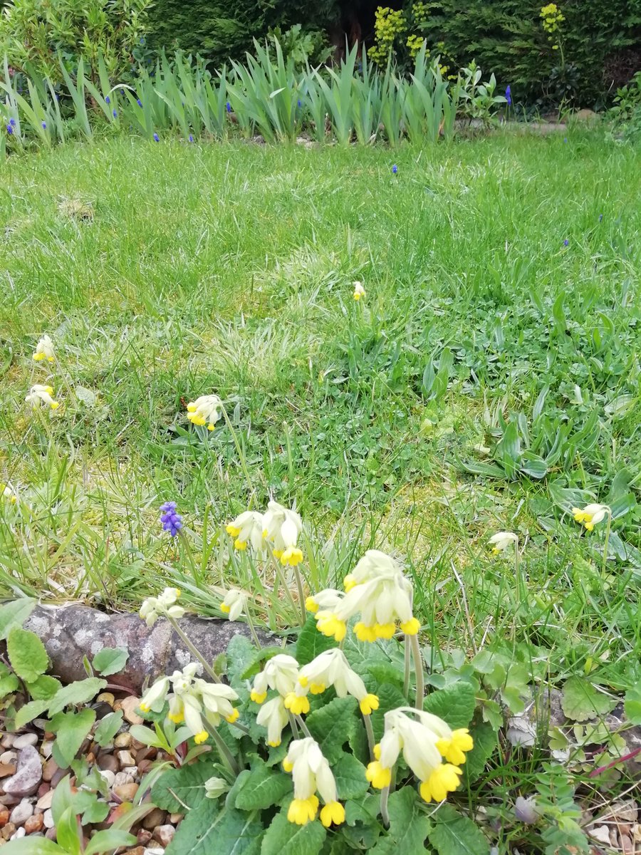 When the badgers dig my lawn up I threaten artificial lawn, but then I wouldn't have the joys of Cowslips seeding themselves, it's not a pristine lawn but it good for wildlife