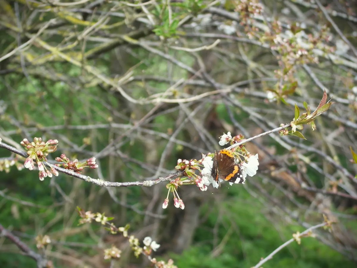 adisham_woods's tweet photo. A Red Admiral Butterfly found in Adisham’s Woods 🦋

#ancientwoodland #woodland #adisham #canterbury #kent #woaw #watchoveradishamswoods #sustainability #nature #wildlife #countryside #butterflies https://t.co/vK3UZlfJ6T