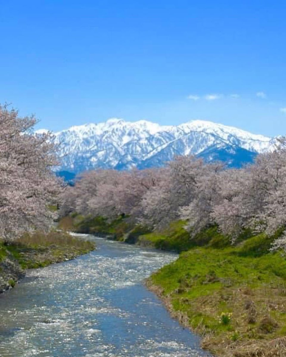 bluelion____'s tweet photo. そういえば
富山の本気的なヤツ
昨日撮って来たー
#春の四重奏 https://t.co/wsctdBnC0x