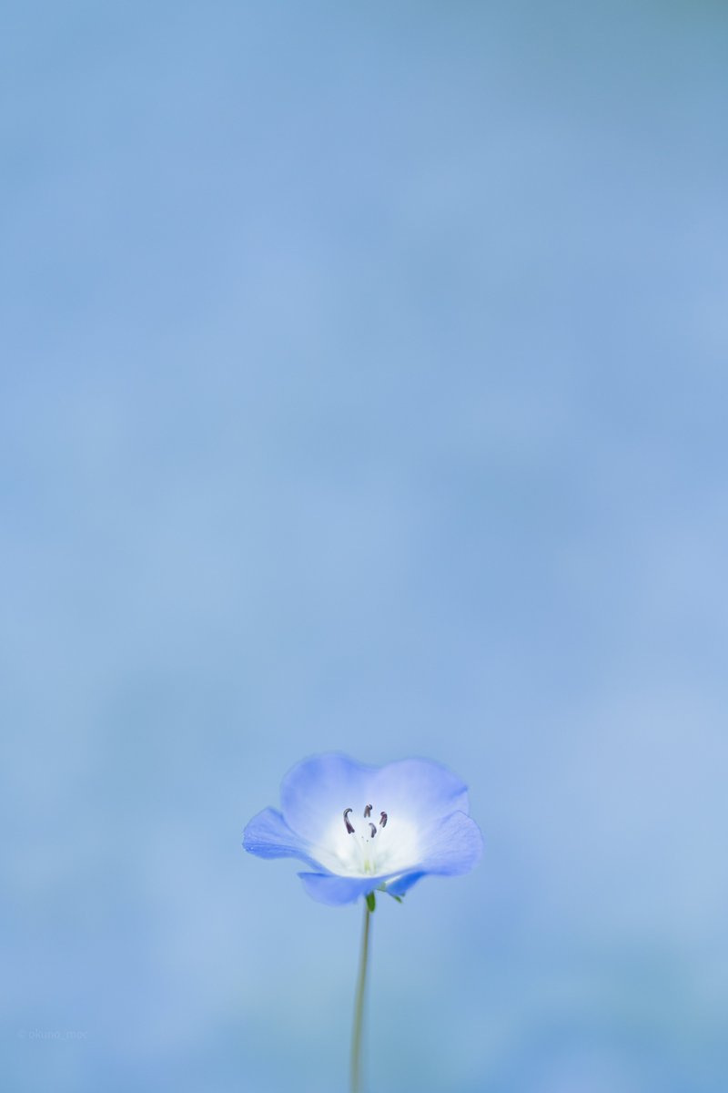 ネモフィラに、染まってゆく