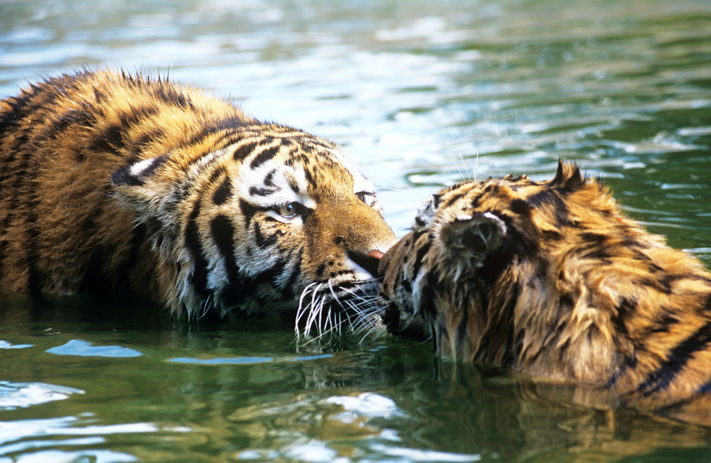 Oggi è la giornata internazionale del #bacio 😘
E vogliamo celebrarla così, con questi bellissimi #scatti dalla #natura 📸

Aiutaci a proteggere le #specie in pericolo
👉bit.ly/3697flt
#13aprile #Giornatamondialedelbacio