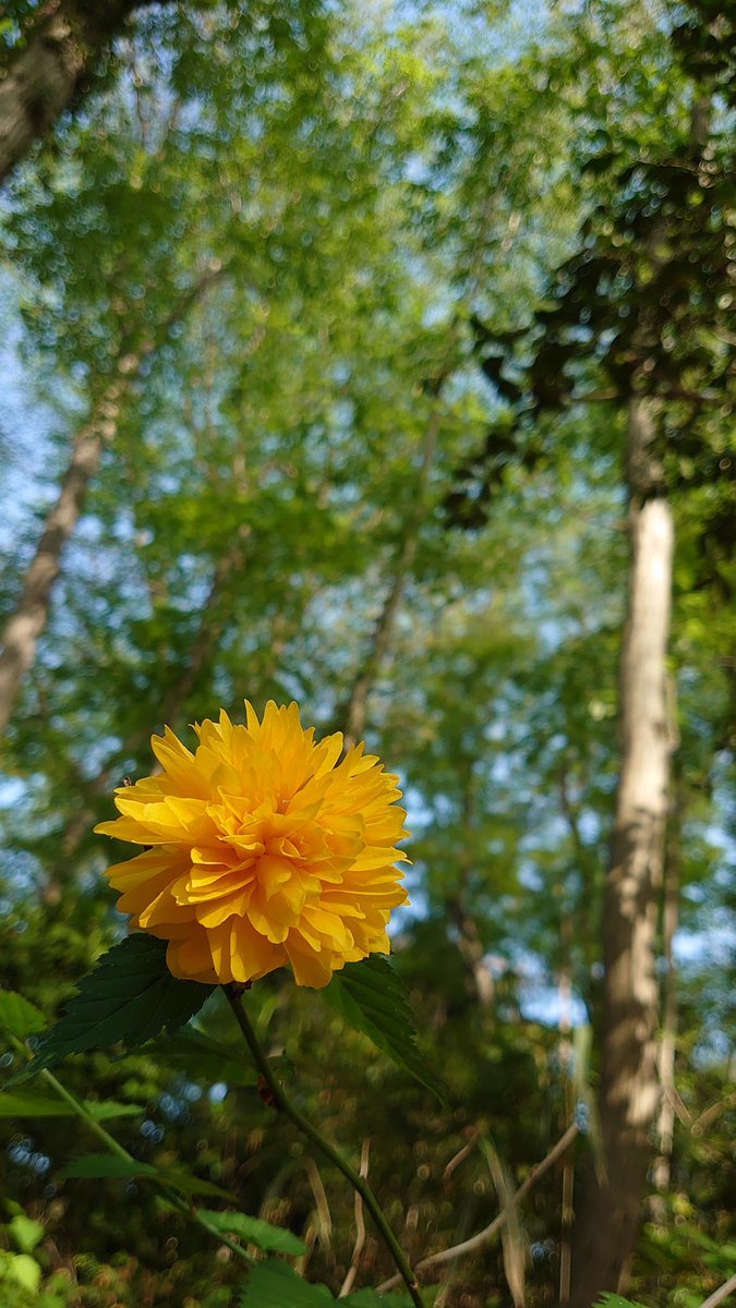 koide_103's tweet photo. 森の中に咲く黄色い花☀️
名前はわかりませんがてまりの様にきれいにまあるく咲いていました🥰
周りの木々たちにも優しく見守っているようでした🌲（てんちょー）

#コイデカメラ の #ネットプリント で #スマホ写真 もプリントしてみませんか⁉️
https://t.co/LXEdOi3bDW

#能見台ヨーカドー #出張撮影 https://t.co/o9DadMLXwK