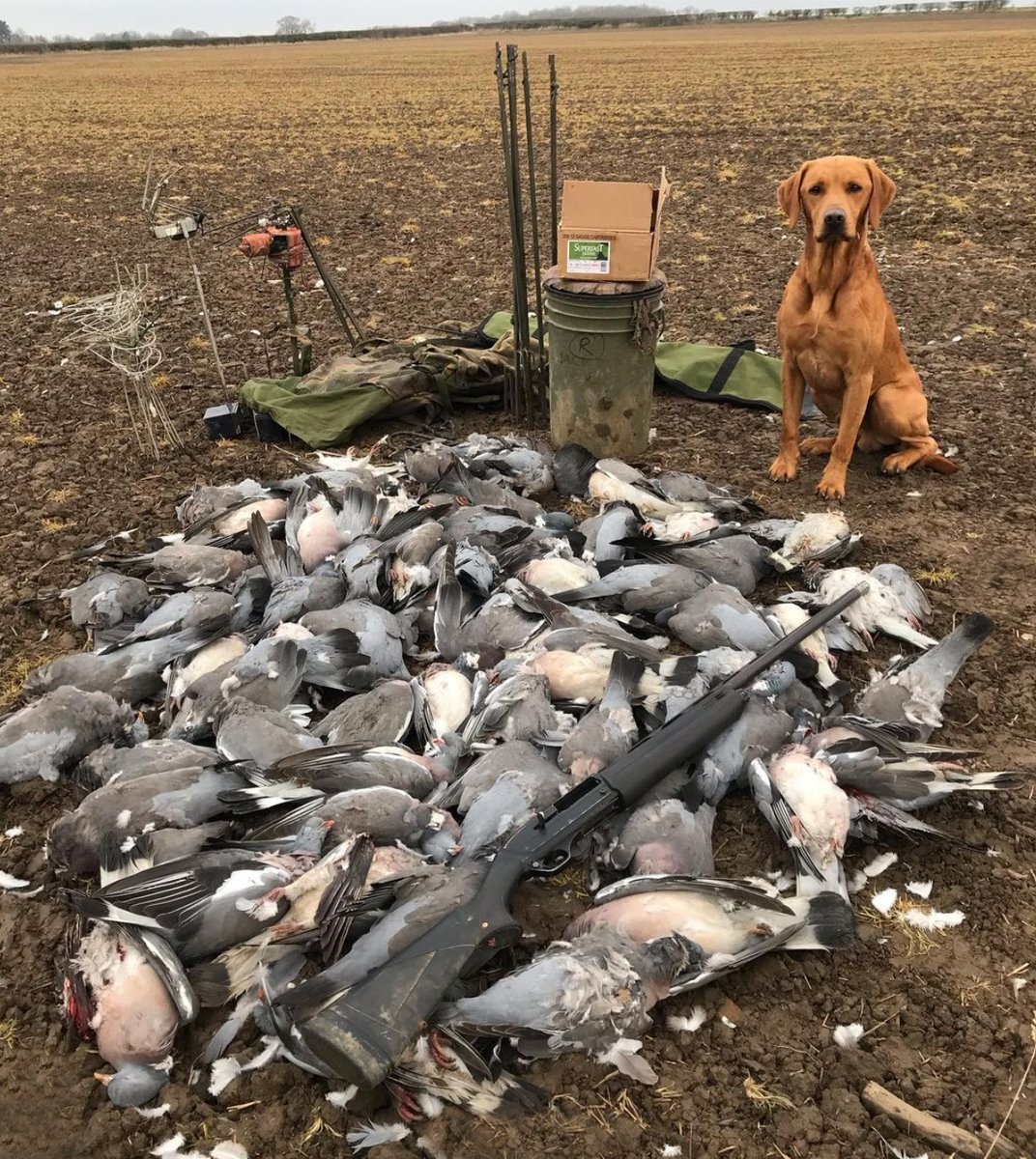 A successful shoot for one of our UKSW customers! 💥 

#ukshoot #shooting #gundogs #foxredlabrador #pigeonshooting #pigeonlegends #qualityinyourfield #hunting