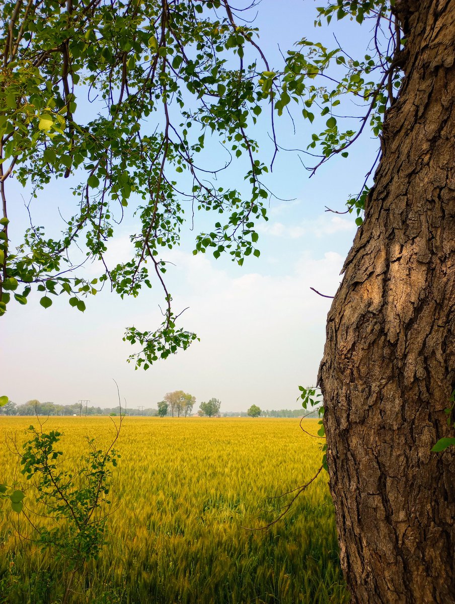 simrnbrar0001's tweet photo. Pind ❤️📷 https://t.co/quB9QLqasP
