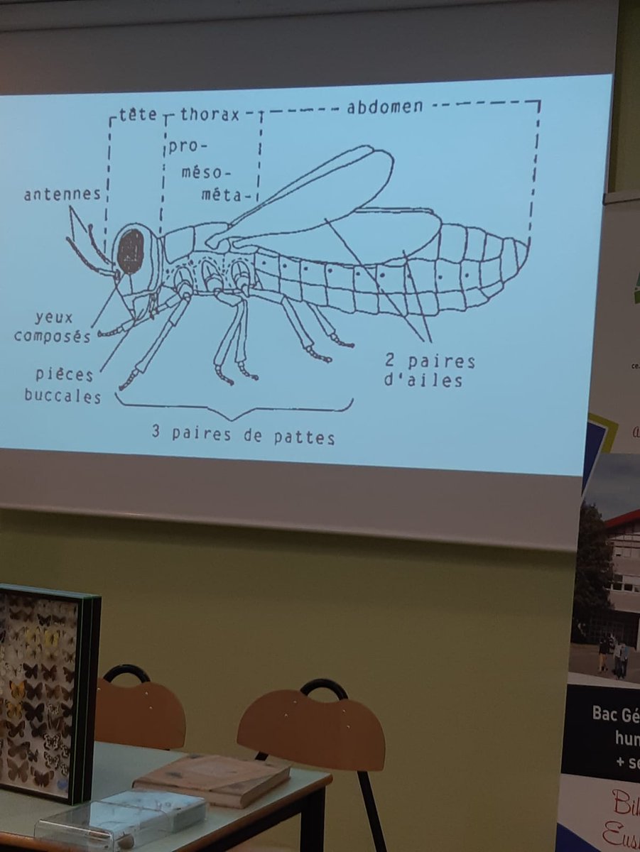 LyceeNavarre's tweet photo. Dans le cadre des activités #iex , soirée découverte des insectes animée par un de nos élèves de terminale passionné. Bravo à lui, il a su captivé ses camarades y compris les plus septiques !
@dsden64 @AcBordeaux https://t.co/npbIgg7hKz