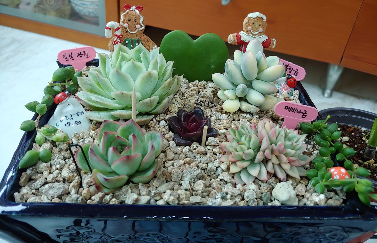 dabeemam's tweet image. 요즘 취미생활
다육이키우면서 다육이화분꾸미기
선물용으로 만들어보았다🎁
#다육이 #다육이화분꾸미기