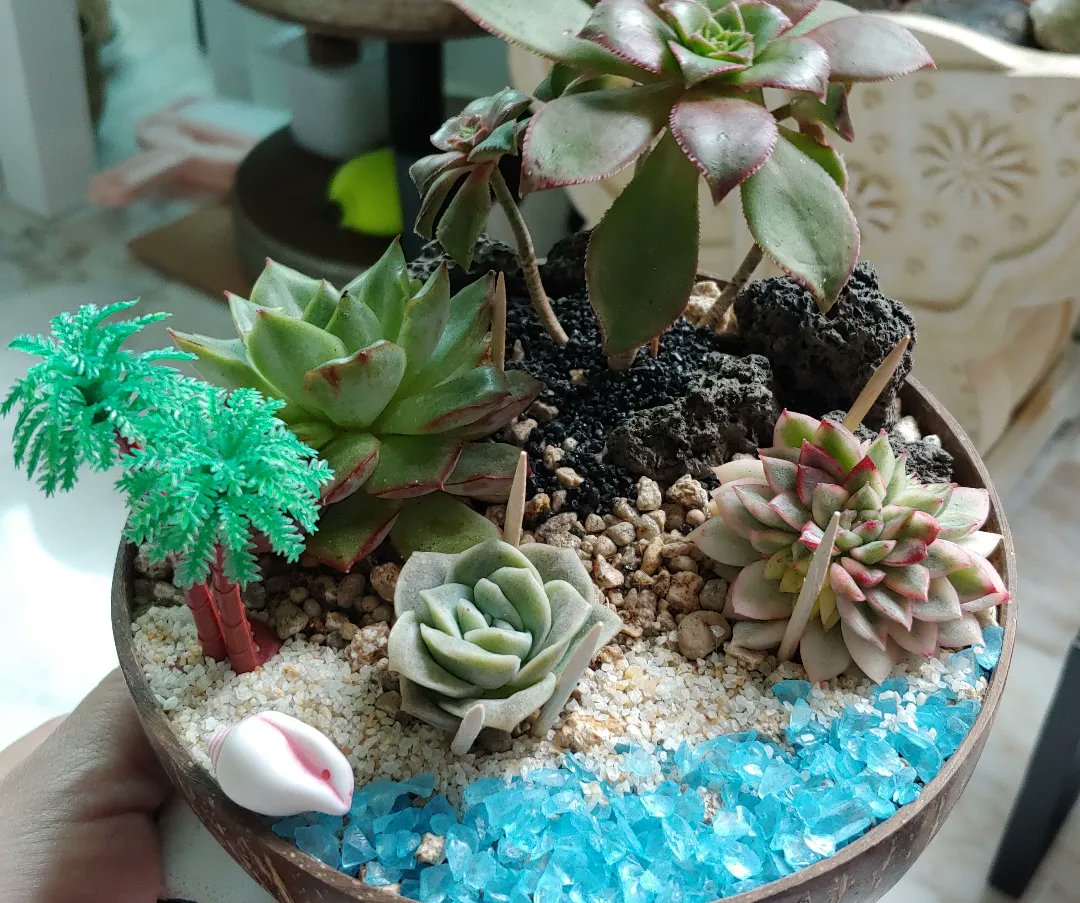 dabeemam's tweet image. 요즘 취미생활
다육이키우면서 다육이화분꾸미기
선물용으로 만들어보았다🎁
#다육이 #다육이화분꾸미기