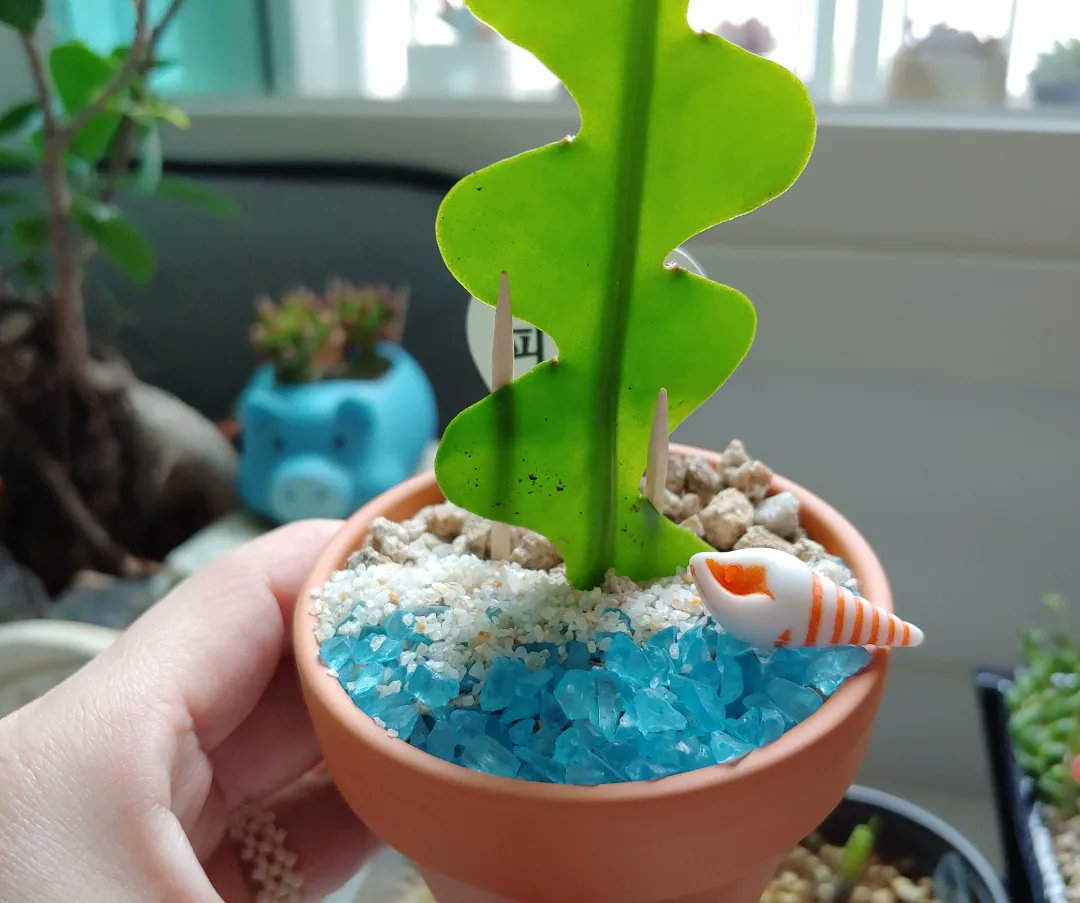 dabeemam's tweet image. 요즘 취미생활
다육이키우면서 다육이화분꾸미기
선물용으로 만들어보았다🎁
#다육이 #다육이화분꾸미기