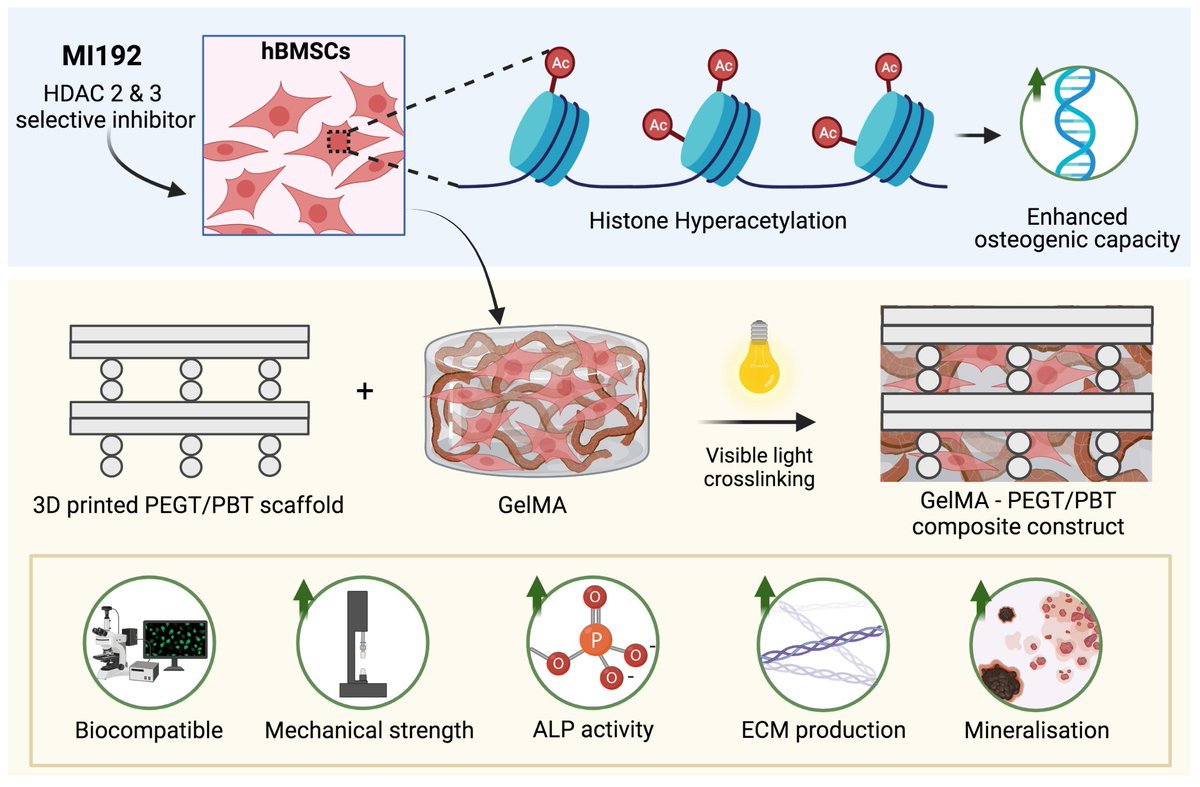 Excited to share our paper on the fabrication of a GelMA-PEGT/PBT reinforced hydrogel to support epigenetically-activated #stemcells for bone repair. Great collaboration with <a href="/Khoonono/">Khoon Lim</a> and <a href="/Tim_WoodfieldNZ/">Tim Woodfield</a> #biofabrication #biomaterials #tissueengineering bit.ly/3jlzQab