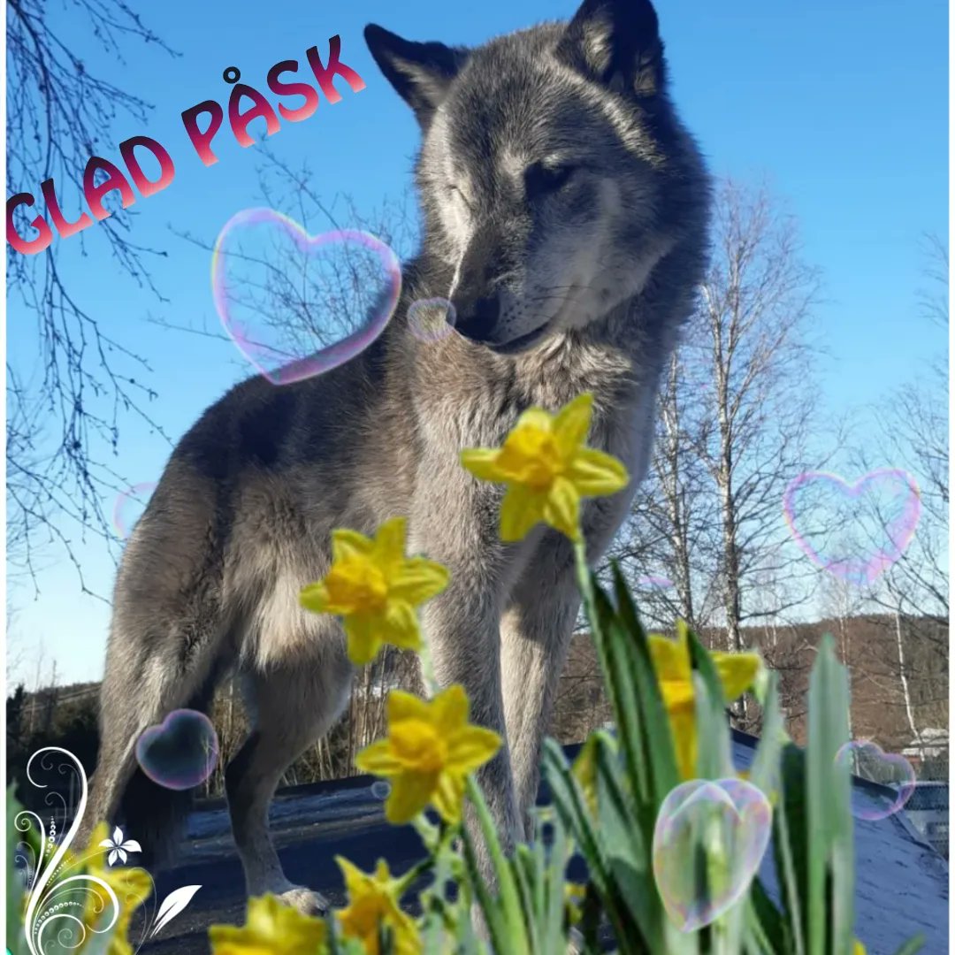 Americanwolfdog's tweet photo. We on #ArnstorpsgårdensAWD wish everyone a Happy Easter🌷🎶🐣 https://t.co/uDlsad8V38