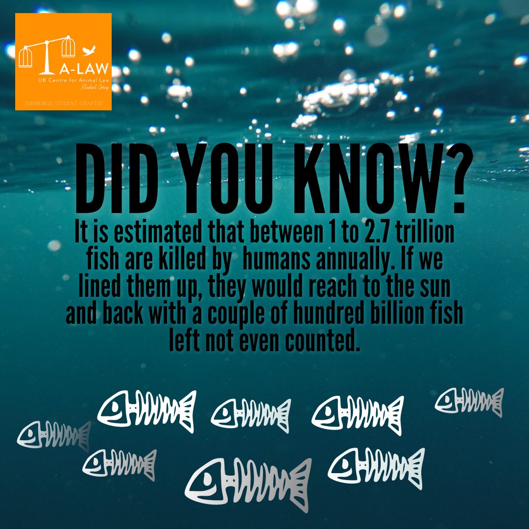 Don't miss our webinar at 7pm tonight! 

We can't wait to welcome our incredible speakers for a thorough exploration of the behaviour and sentience of these animals, and the UK legislative framework and campaigns which aim to support them.

Register via the link in our bio.