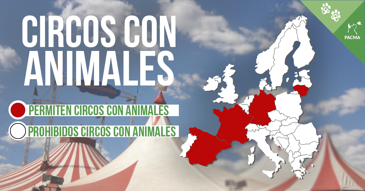 PartidoPACMA's tweet photo. Hoy es el #DíaMundialDelCirco y queremos celebrar y aplaudir los circos llenos de arte, talento, esfuerzo, magia e ilusión. En definitiva, los circos sin maltrato y explotación de animales.

¿Cuándo avanzará España hacia los #CircosSinAnimales, @desdelamoncloa? Basta de atrasos. https://t.co/gefmVVcnej