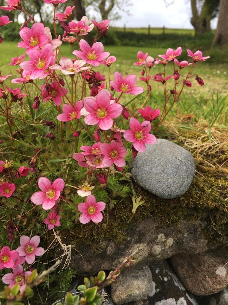'Trauma Informed Approaches to Practice'
A 2-day residential in Ballycastle.

Training designed for professionals, practitioners and volunteers supporting people seeking asylum and refuge in Northern Ireland. 
Funded by the Community Foundation for NI. corrymeela.org/events/213/tra…