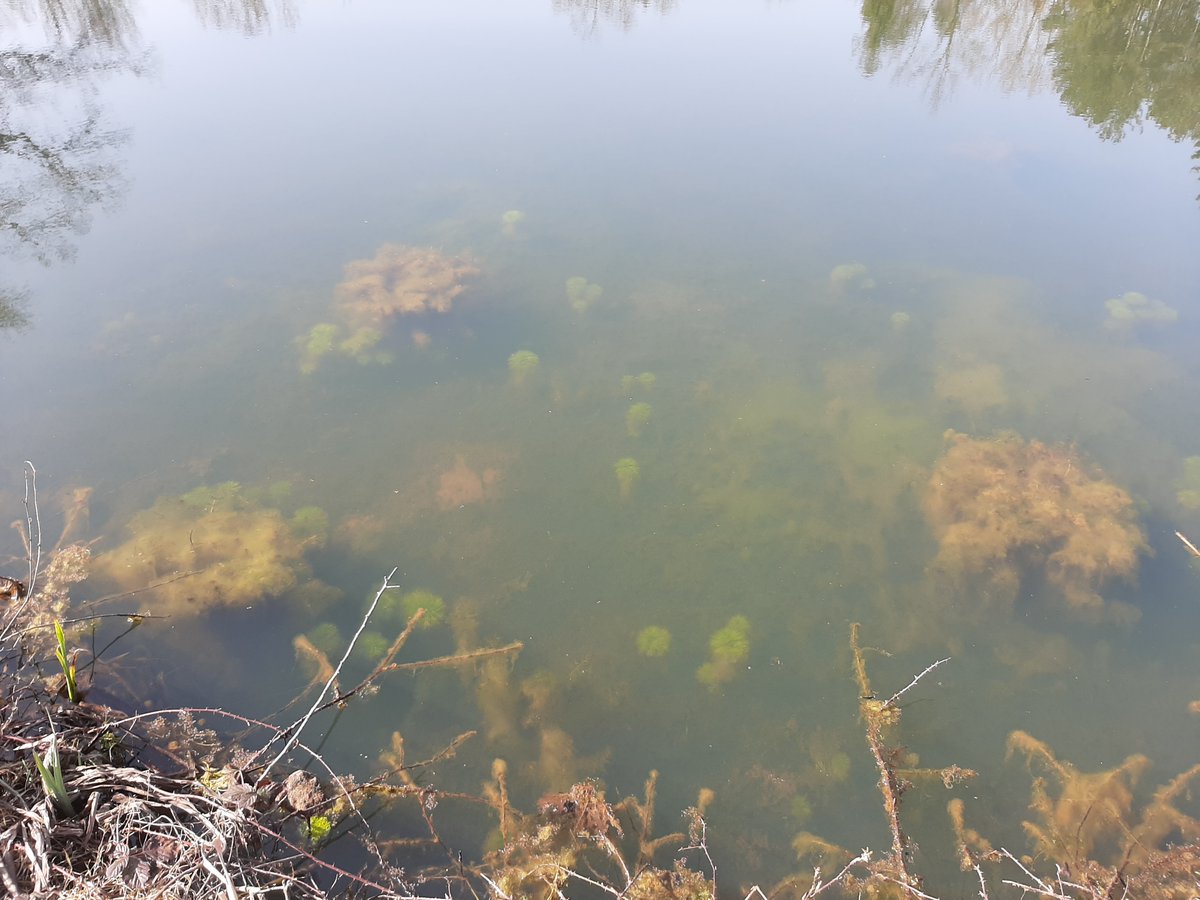 Dankzij verschillende metingen van het water weten we dat de waterkwaliteit van de vijver optimaal is.

Het water is dan ook kraakhelder en er groeien veel waterplanten en algen in. Meer dan genoeg eten voor onze kikkervissen dus!

#life3nstierkikker #LIFEprogramme