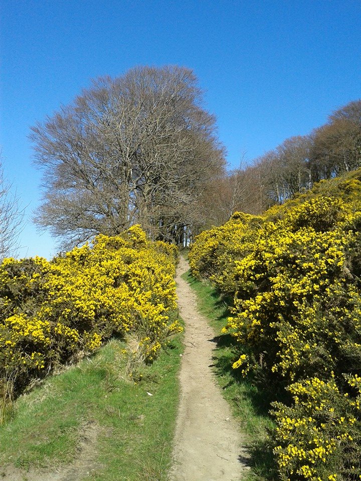 That pina colada scent of gorse.
This is the path into Skipton on the Dales High Way long distance trail daleshighway.co.uk
