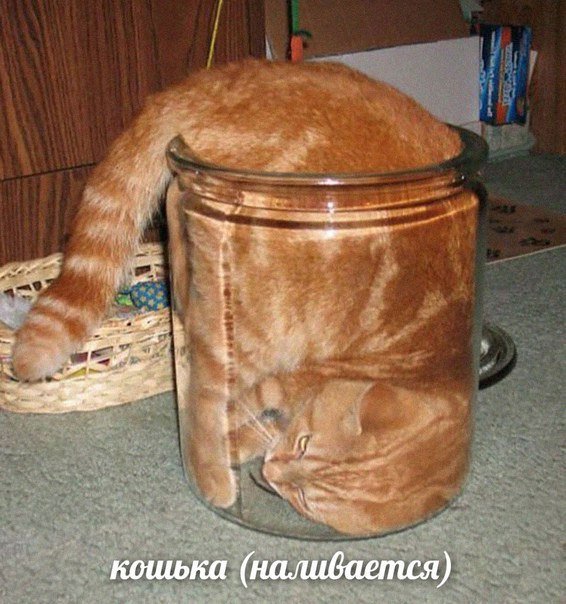 RussianMemesLtd's tweet photo. kitten (pouring) https://t.co/QXaRJ11xGX