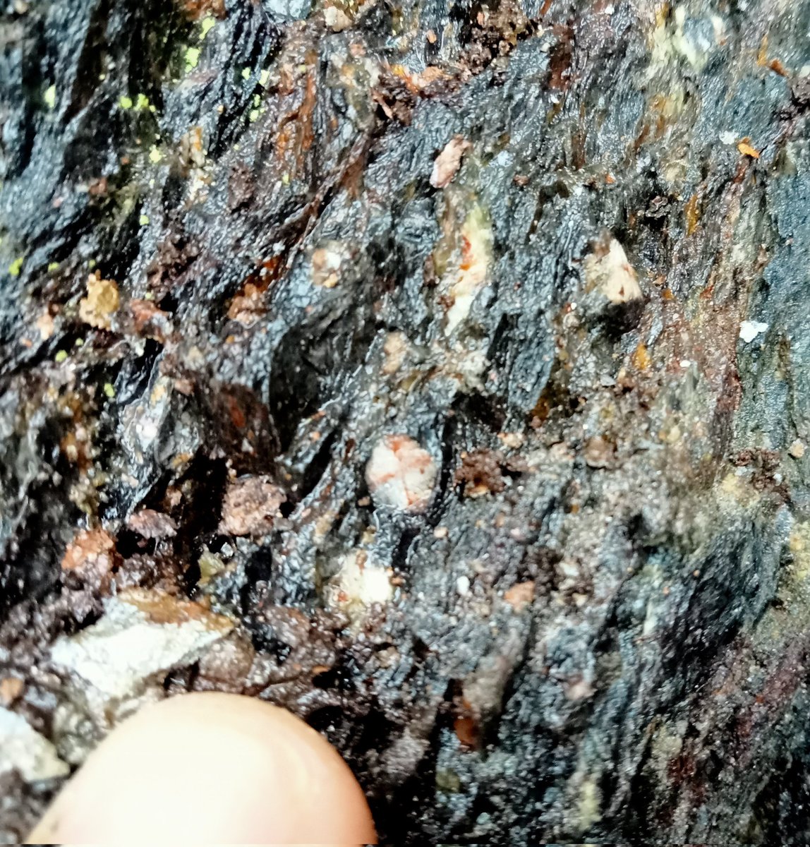 Geology_Tim's tweet photo. Some really fantastic andalusite chiastolite schists close to the swimming pool and the "Portsoy marble" serpentinite #MSG22 https://t.co/EJaglS3Z9N
