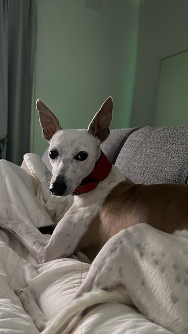 Such a cuddly boy 😍😍 https://t.co/wrjLo9lqcK<a href="/tag/newprofilepic"class="tags"><span>#newprofilepic</span></a>