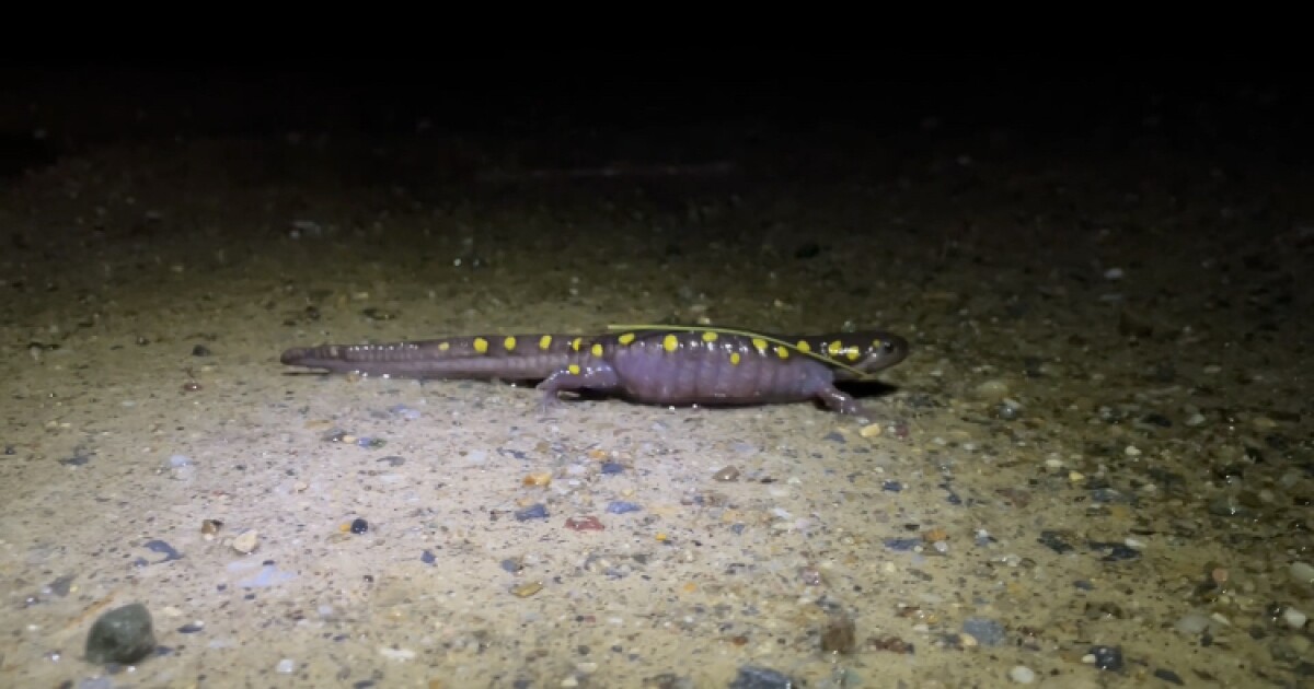 More Vermonters are carrying, and counting, amphibians at road crossings during spring migration dlvr.it/SNV5v8