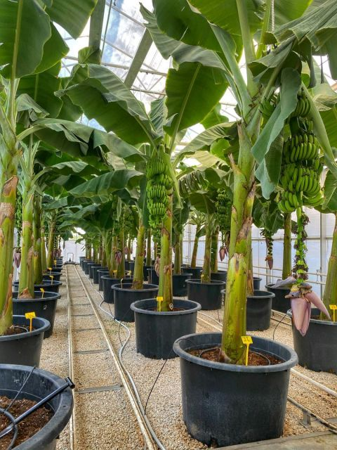 The future of bananas' modern #farming technology is exciting!