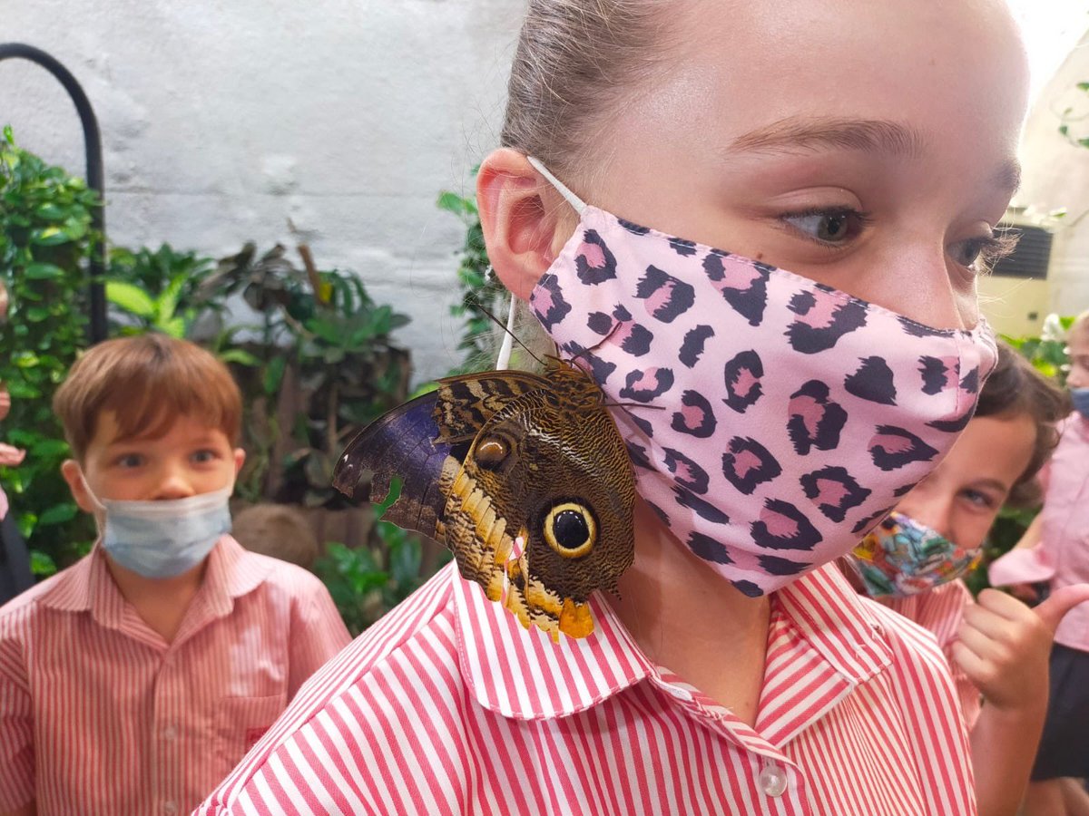DESSyear5's tweet photo. 5 Yellow at the butterfly farm π¦π #DESSstem #DESSscience #DESSstemweek https://t.co/kyg1yInTWf