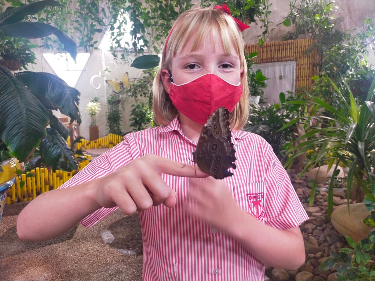 DESSyear5's tweet photo. 5 Yellow at the butterfly farm π¦π #DESSstem #DESSscience #DESSstemweek https://t.co/3kxNrb7Lcx