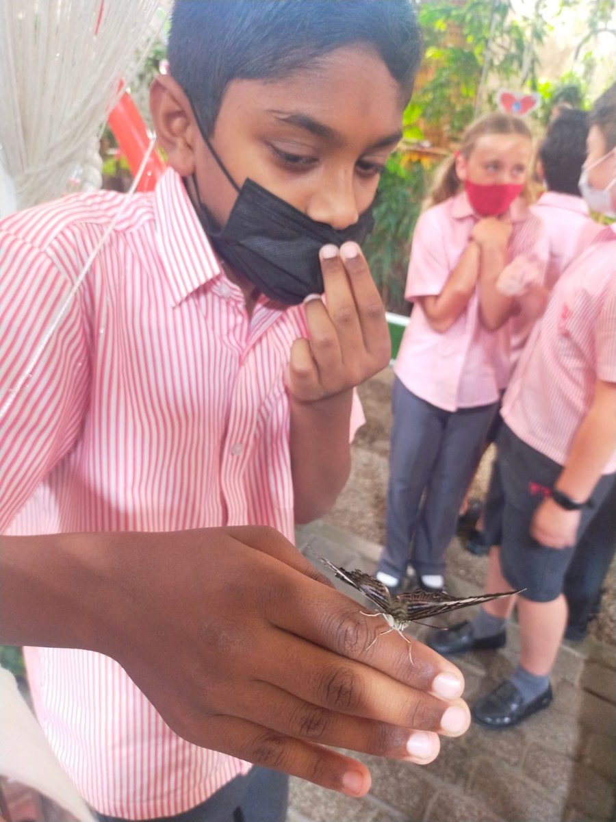 DESSyear5's tweet photo. 5 Yellow at the butterfly farm π¦π #DESSstem #DESSscience #DESSstemweek https://t.co/TXu2tDAXNM